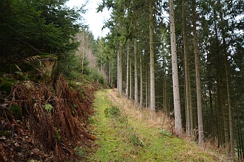 Wanderweg im Wald