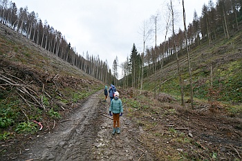 Wanderweg mit Abholzung