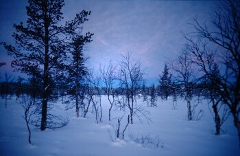 Dünner Wald in Nordfinnland